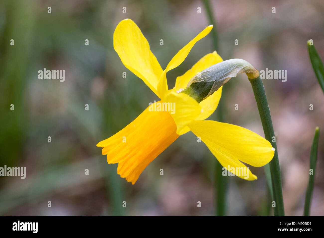 Ornage Corolla und Gelbe Blütenblätter der einzigen blühenden Narzissen, Narcissus cyclamineus Gruppe "jetfire" Stockfoto