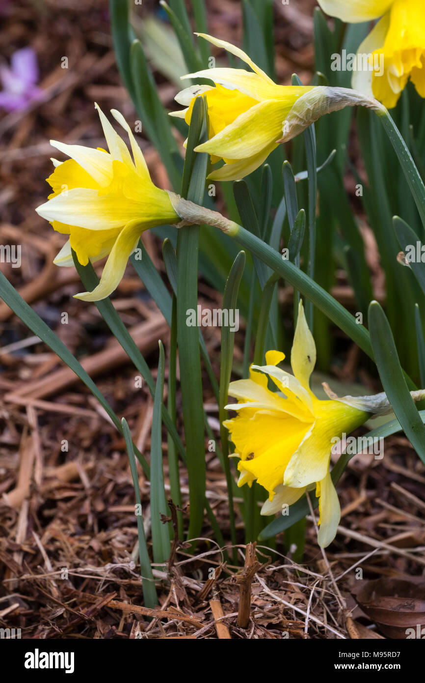 Frühe Blüte gelbe Trompeten der eine doppelte Form der Fastenzeit Lilie, Narcissus Pseudonarcissus, ein UK-native-Narzisse Stockfoto