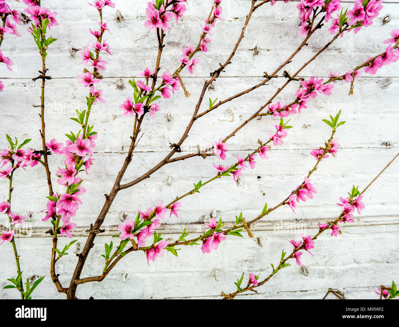 Peach Blossom auf einem Espaliered Baum in einem weißen Mauern Gewächshaus UK Stockfoto