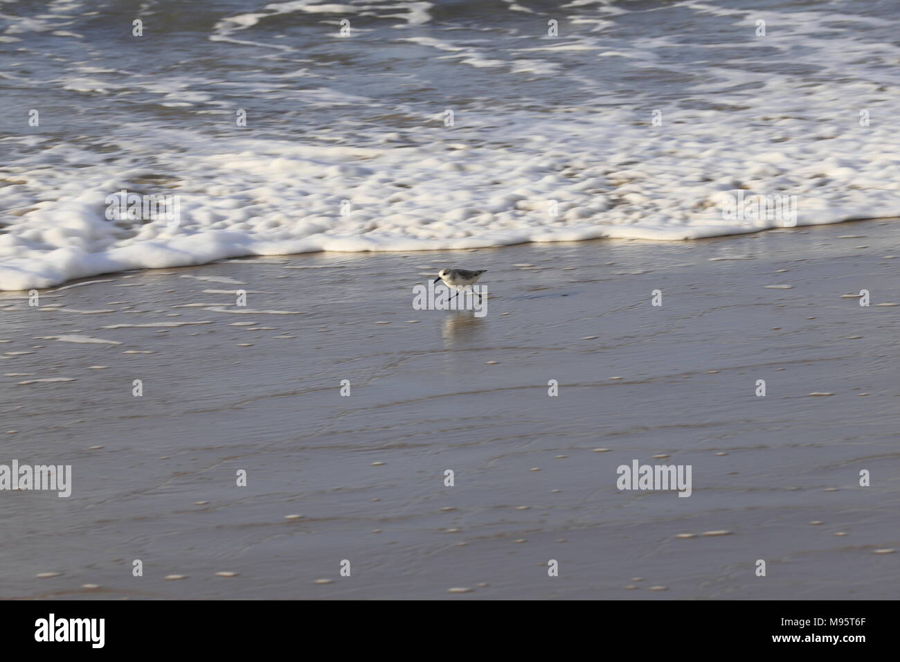 Drei toed Sandpiper für Lebensmittel am Ufer suchen Stockfoto