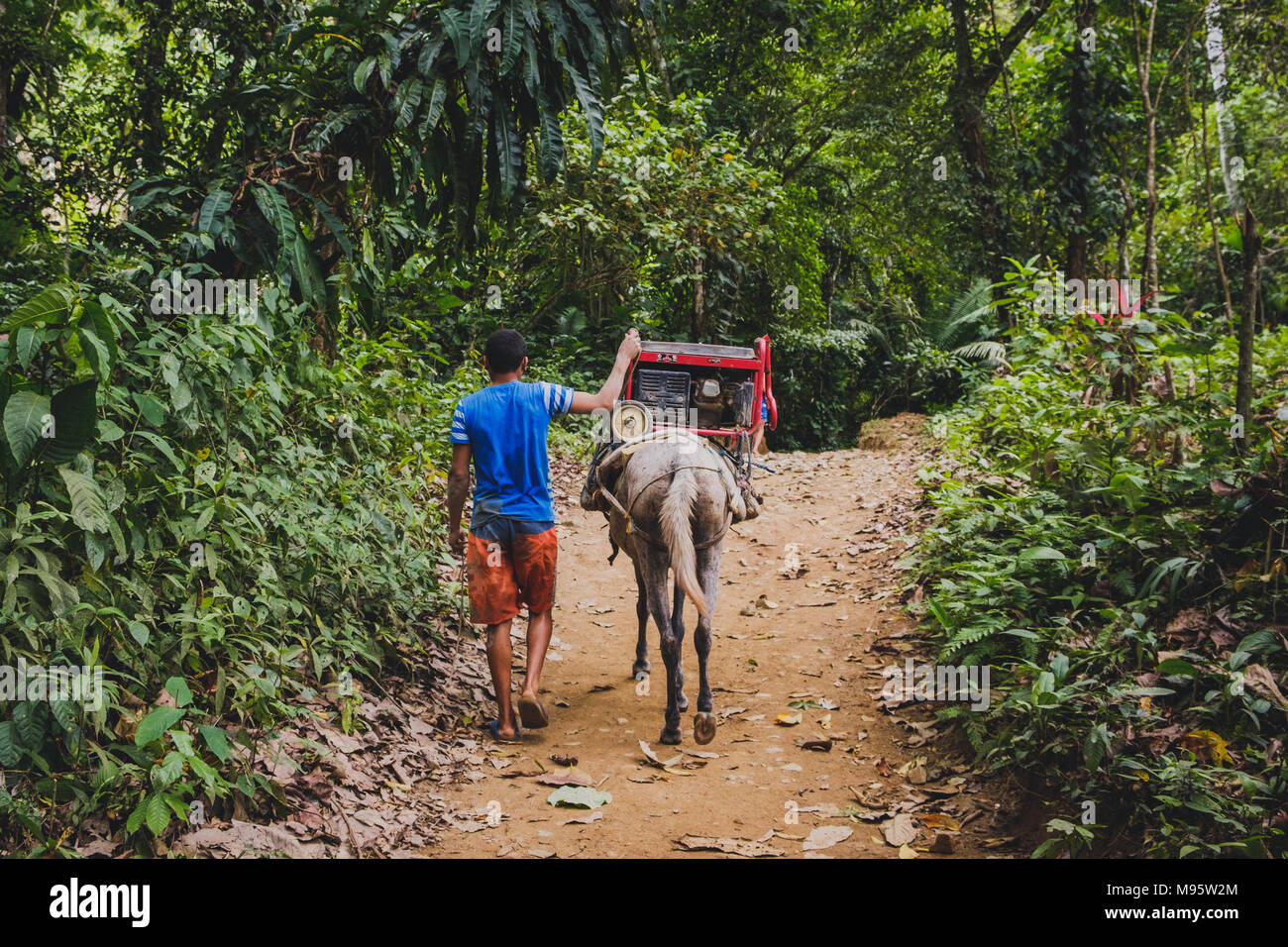 Mann mit Pferd, Transport Power Generator durch Wald/Dschungel - Stockfoto