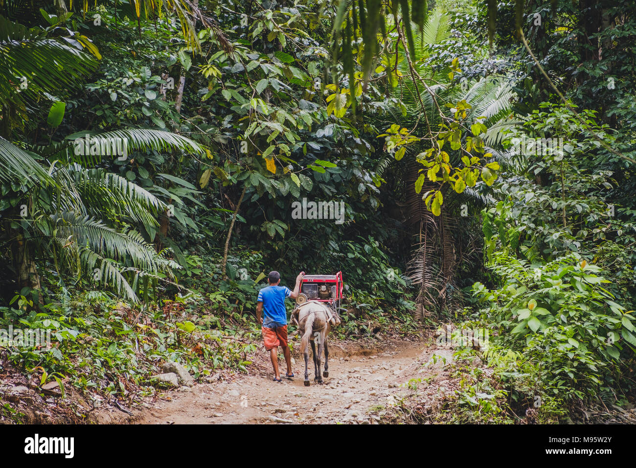 Mann mit Pferd, Transport Power Generator durch Wald/Dschungel - Stockfoto