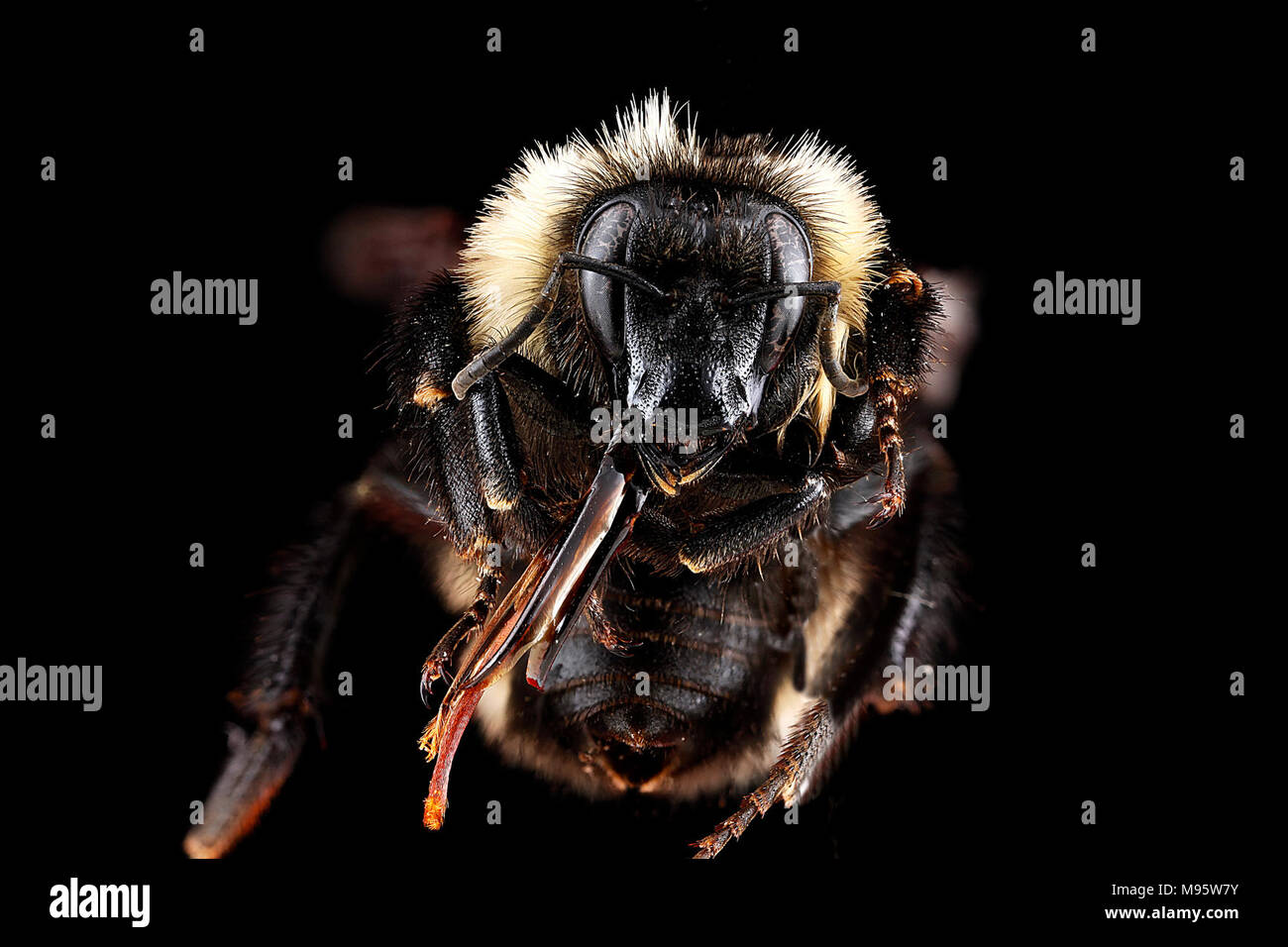 Bombus fervidus, weiblich, Gesicht Stockfoto