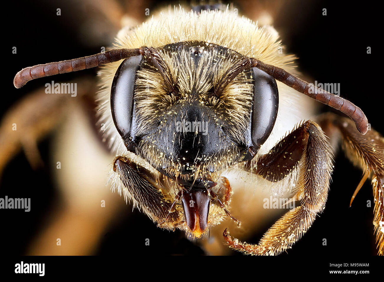 Andrena banksi, weiblich, Gesicht Stockfoto