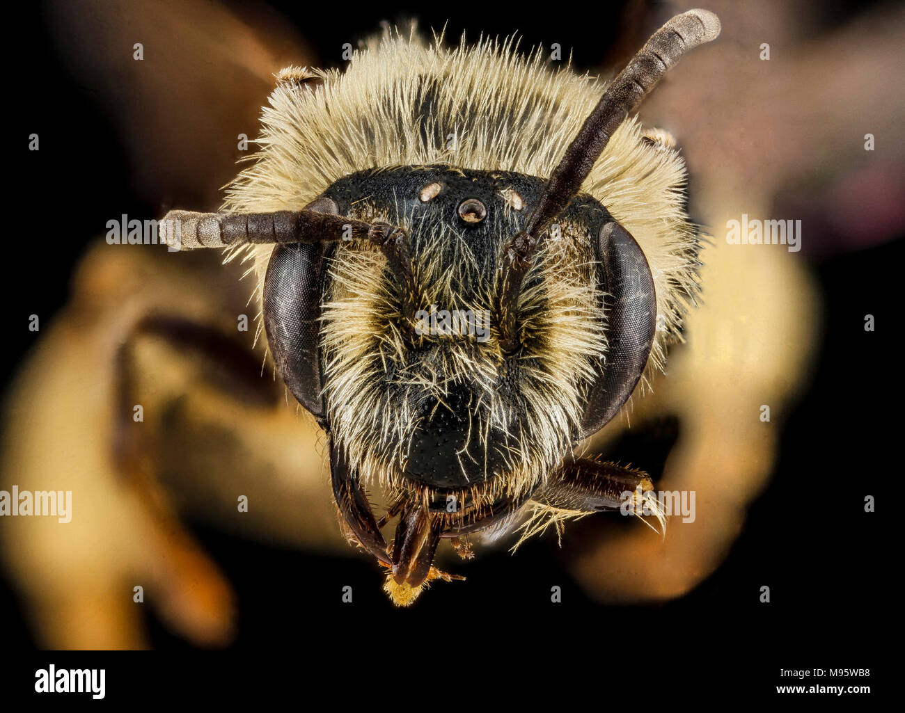 Andrena bisalicis, weiblich, Gesicht Stockfoto
