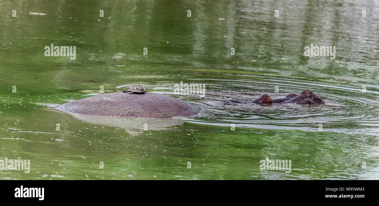 Eine gezahnte schwenkbaren Dosenschildkröte, Pelusios sinuatus, aka East African gezackte Schlamm Schildkröte, auf der Rückseite ein Hippo im Krüger NP, Südafrika Stockfoto