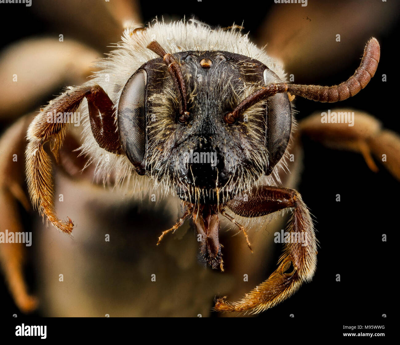 Andrena uvulariae, F, Gesicht, Stockfoto