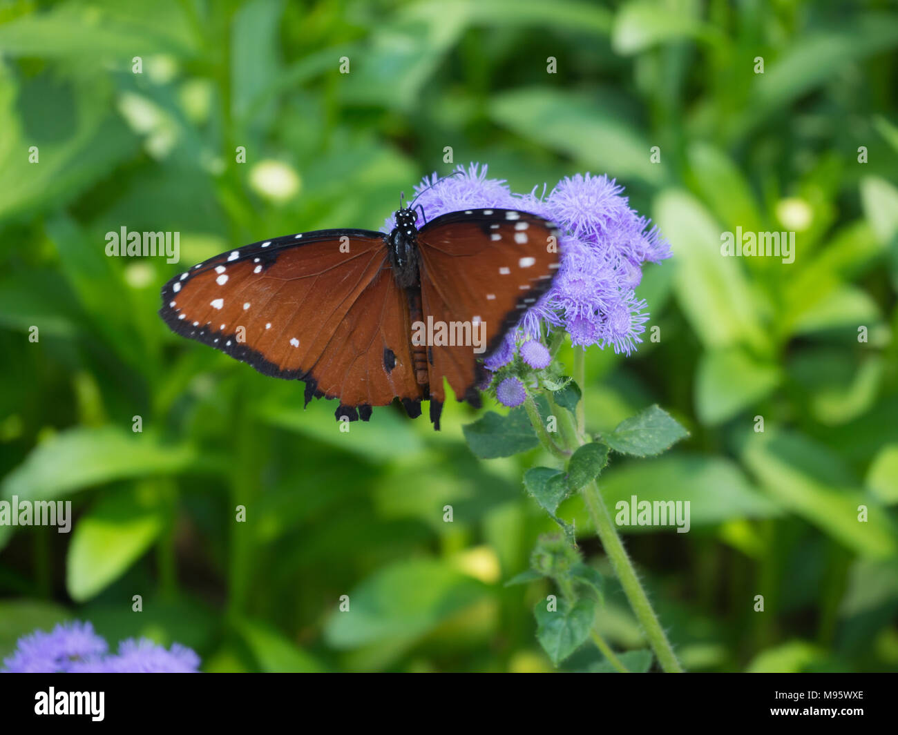 Schmetterling landet auf lila Blüten im Brooklyn Botanical Garden Stockfoto