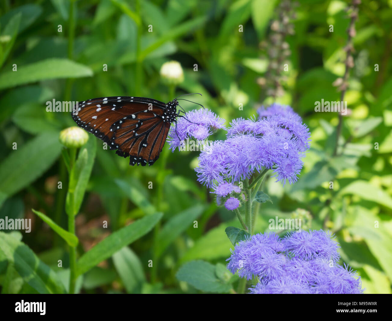 Monarch butterfly auf lila Blumen im Brooklyn Botanical Garden Stockfoto
