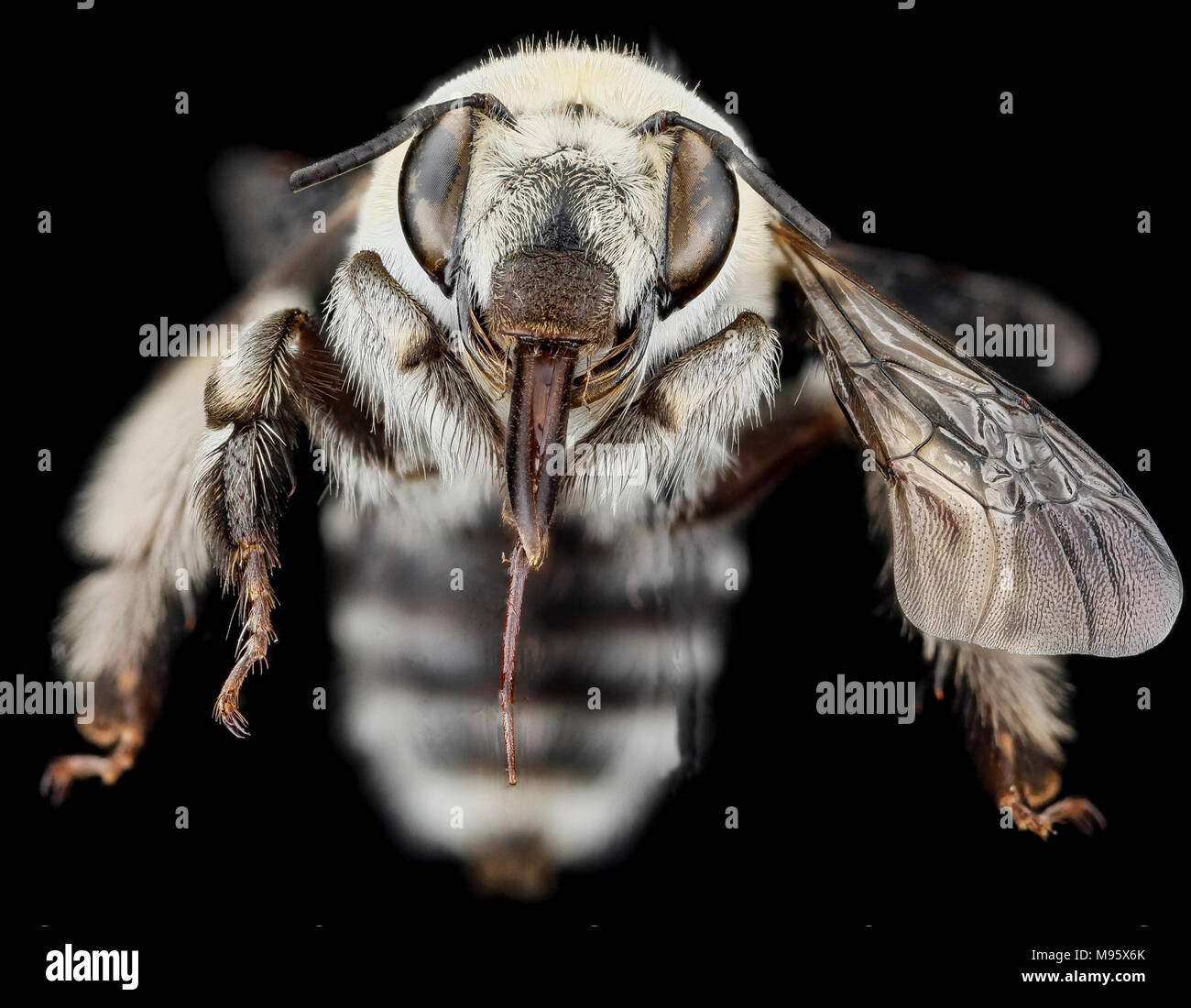 Anthophora affabilis, F, Gesicht, Pennington County Stockfoto