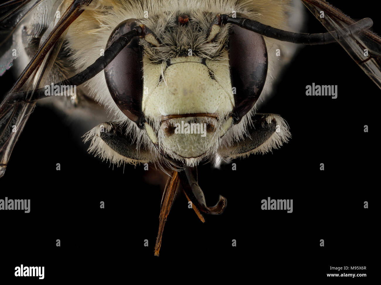 Anthophora occidentalis, männlich, Gesicht Stockfoto
