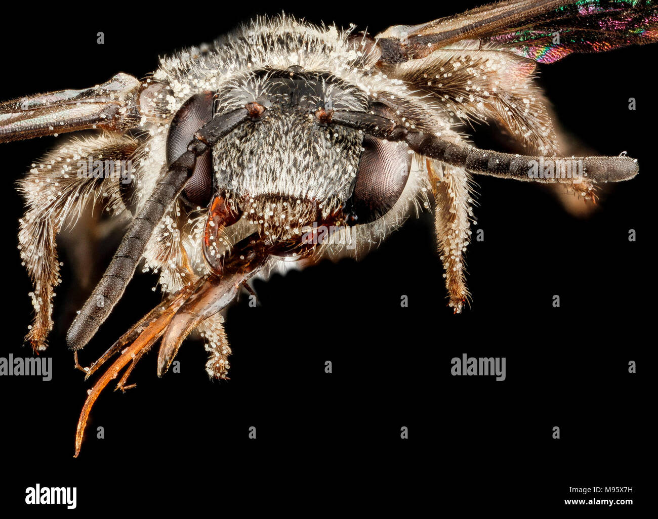 Brachynomada grindeliae, F, Gesicht, South Dakota, Jackson County Stockfoto