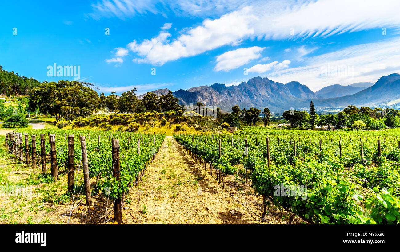 Die Weinberge der Cape Winelands im Franschhoek Valley in der Western Cape Provinz von Südafrika, inmitten der umliegenden Drakenstein Berge Stockfoto