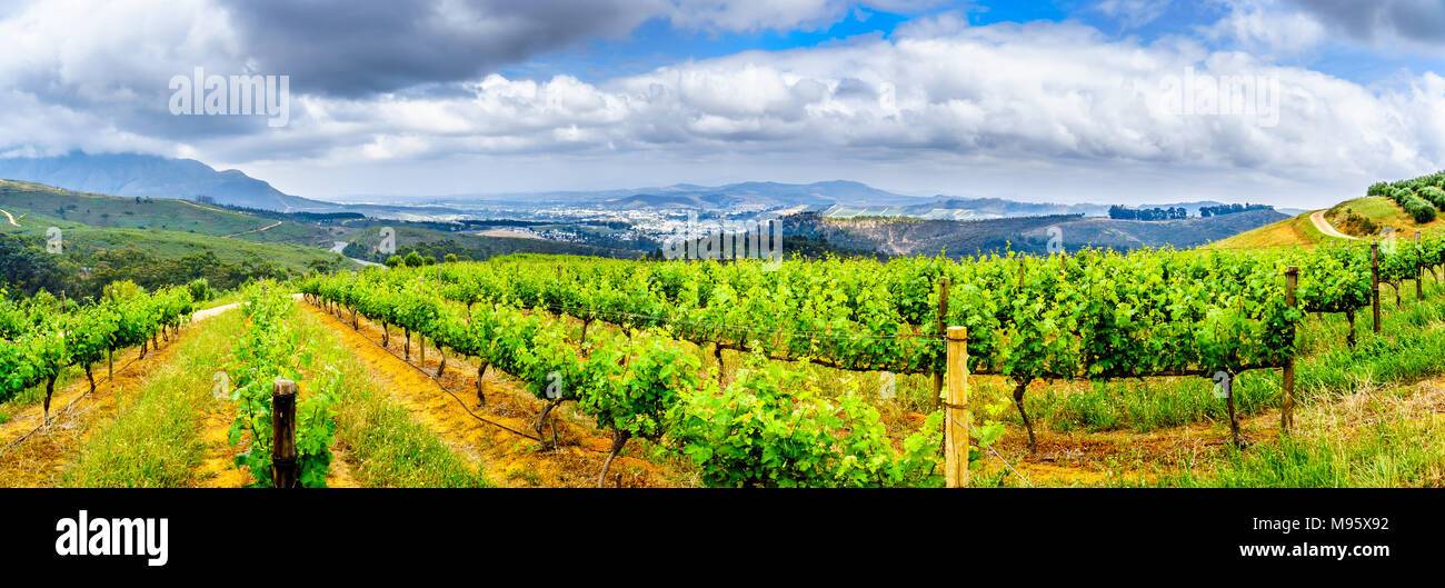 Panorama Blick auf Olivenhaine und Weinberge entlang der Helshoogte Straße zwischen historischen Städte Stellenbosch und Franschhoek in Südafrika Stockfoto