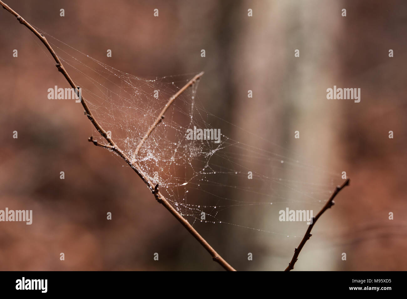 Spiderweb auf einem Zweig an einem regnerischen Wintertag gefangen. Stockfoto