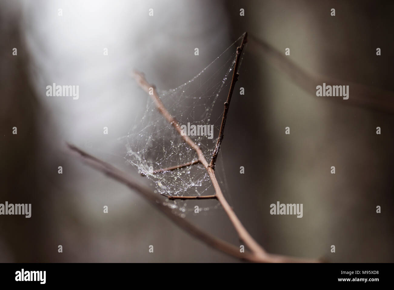 Spiderweb auf einem Zweig an einem regnerischen Wintertag gefangen. Stockfoto