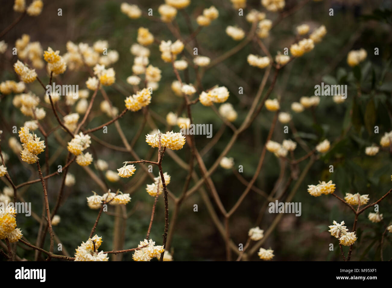 Edgeworthia chrysantha, oder paperbush Stockfoto