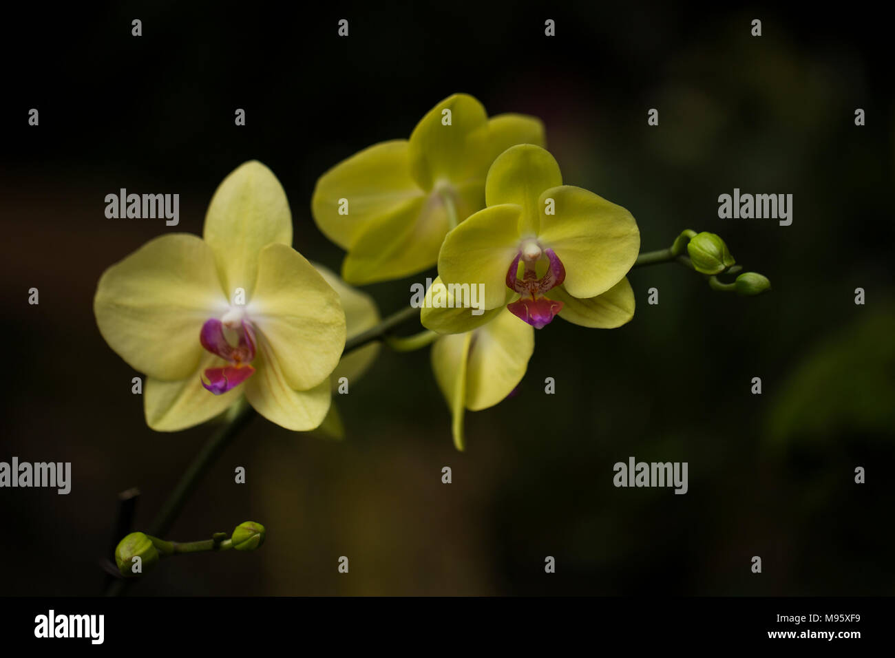 Mond Orchideen (Phalaenopsis Aphrodite) Blumen auf einen Stiel, in Gelb mit Rosa Zentren, auf einem dunklen Hintergrund. Stockfoto