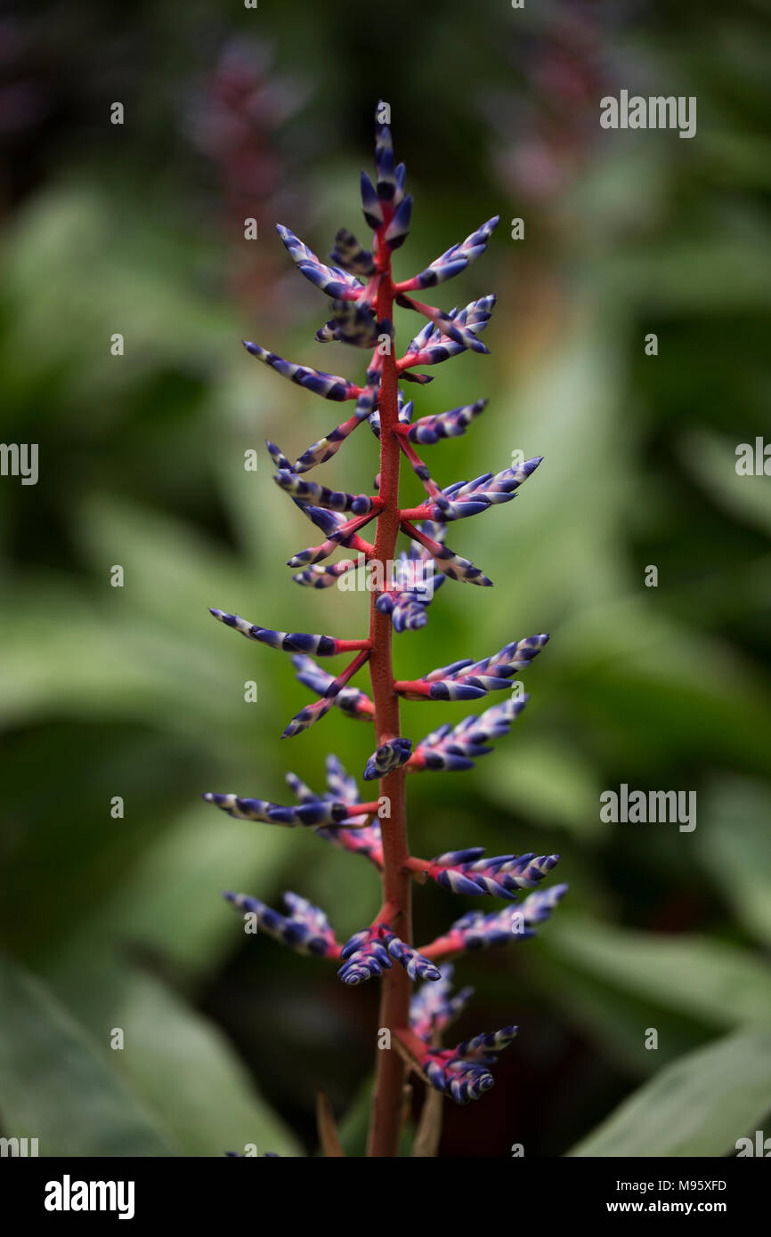 Aechmea, eine Bromelie, in verschiedenen Blau Regen, mit Blüten am Anfang zu öffnen. Stockfoto