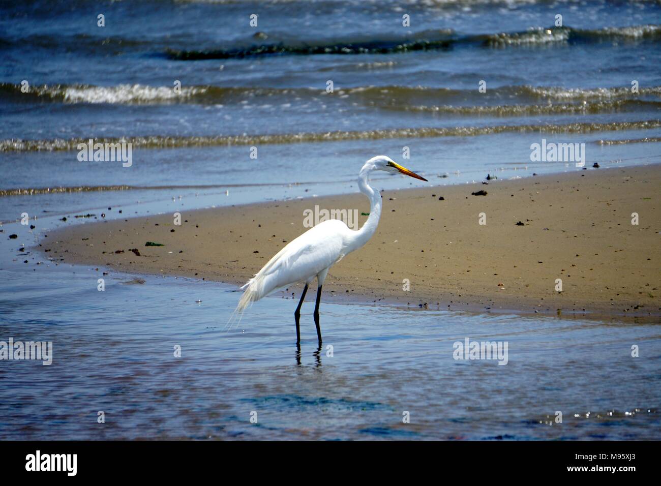 Snowy Egret (Egretta thula) an der Flasche Strand, dem westlichen Ufer von Dead Horse Bay, Brooklyn, New York, USA. Stockfoto