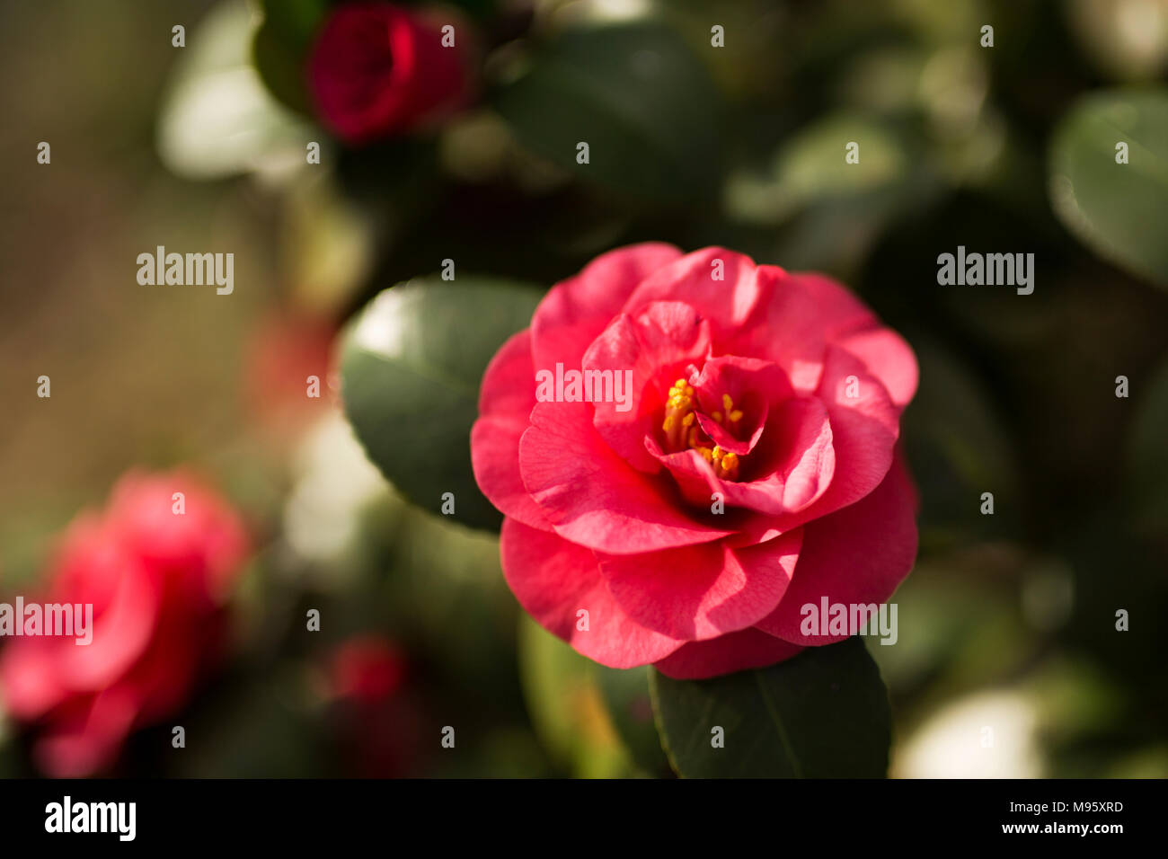 Camellia sasanqua (Camellia sasanqua) blühen auf einem Busch in Atlanta, Georgia. Auch als Taube berry bekannt. Stockfoto