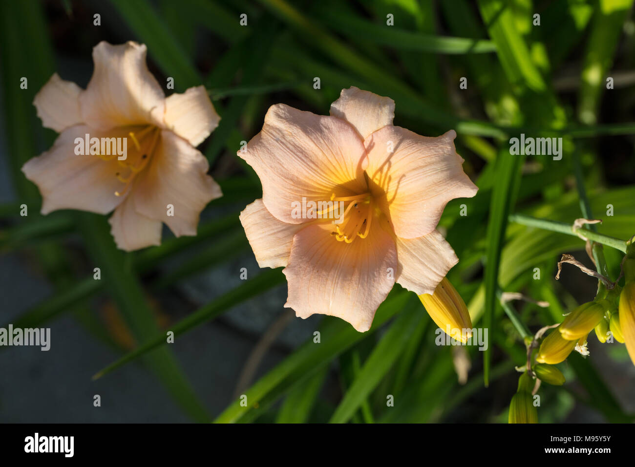 "Schlaflied Baby' Daylily, Daglilja (Hemerocallis) Stockfoto