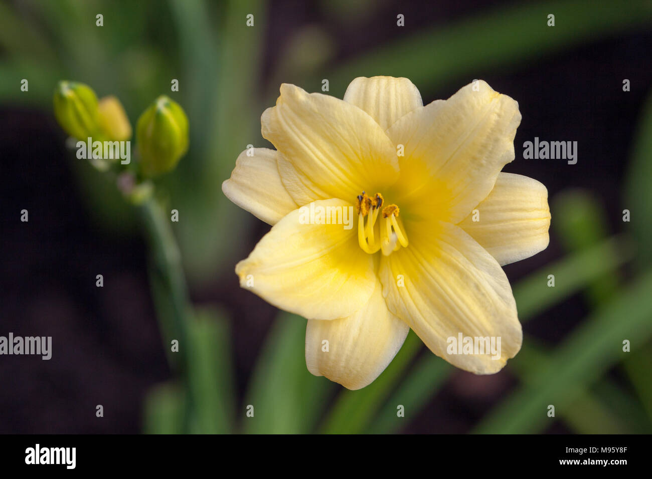 'Golden Chimes' Daylily, Daglilja (Hemerocallis) Stockfoto