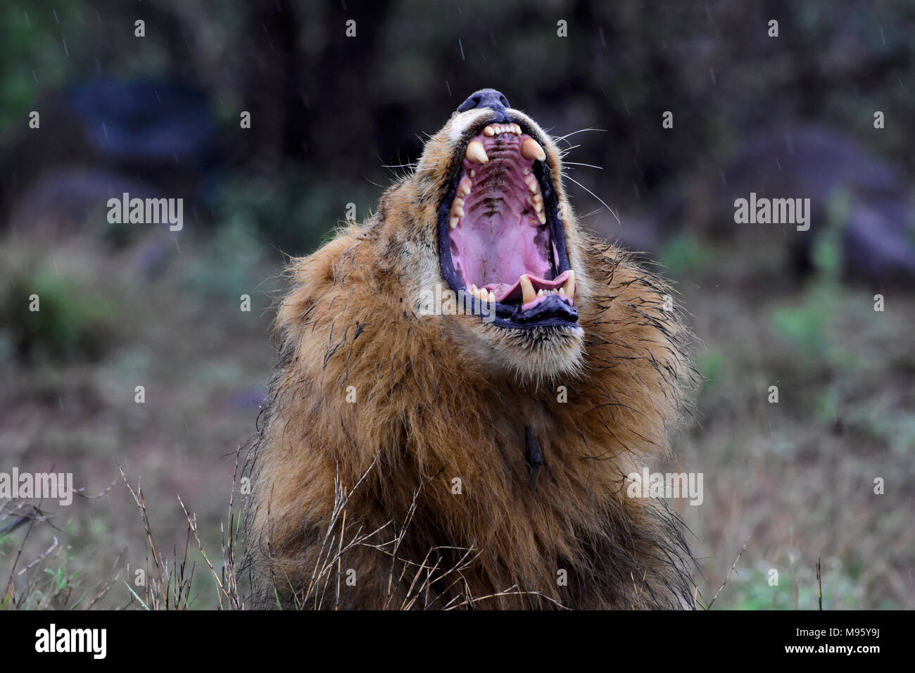 Südafrika ist ein beliebtes Reiseziel für seine Mischung aus echten afrikanischen und europäischen Erfahrungen. Krüger Park ist weltberühmt. Gähnen Löwe. Stockfoto