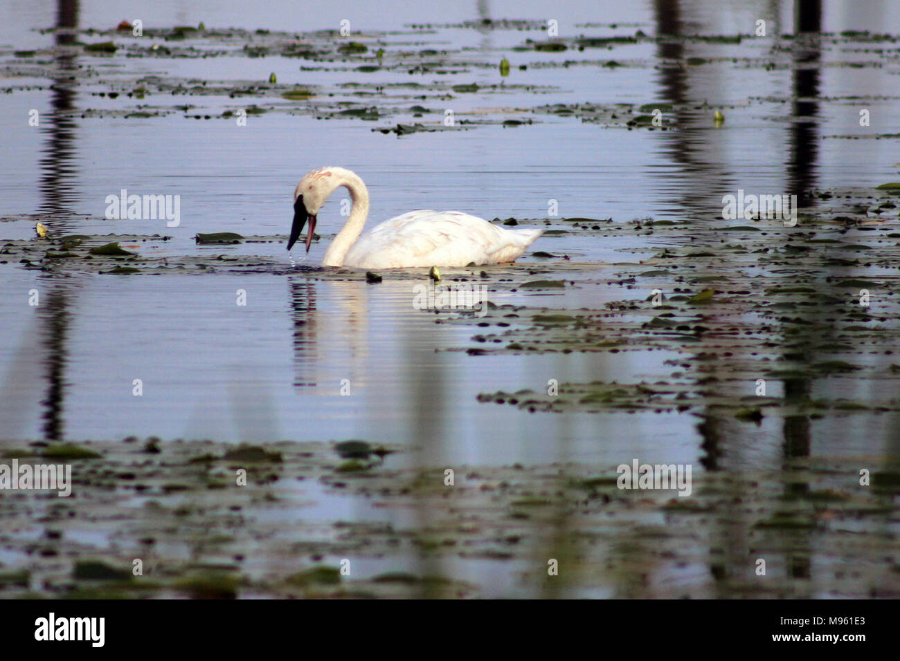 Trompeter Schwan Stockfoto