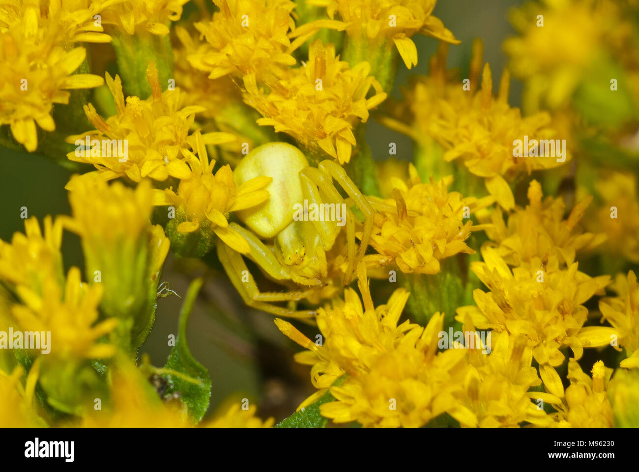 Goldrute crab Spider, Misumena vatia, im Verborgenen, goldrute Solidago canadensis, Blüten Stockfoto