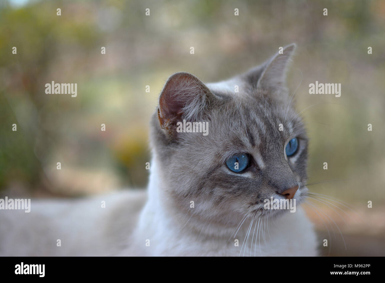 Portrait Adorable graue Katze mit blauen Augen Stockfotografie - Alamy