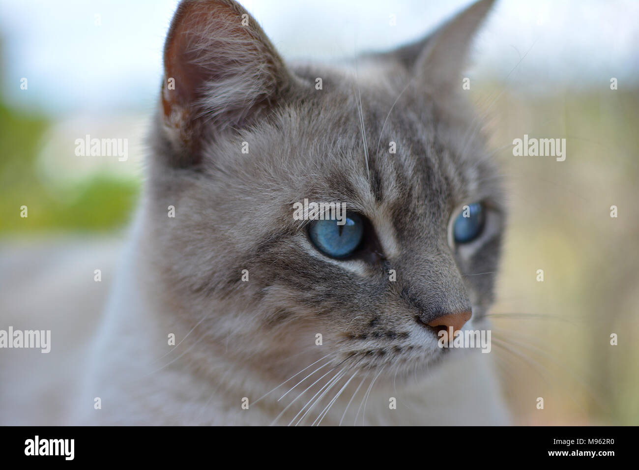 Portrait Adorable Graue Katze Mit Blauen Augen Stockfoto