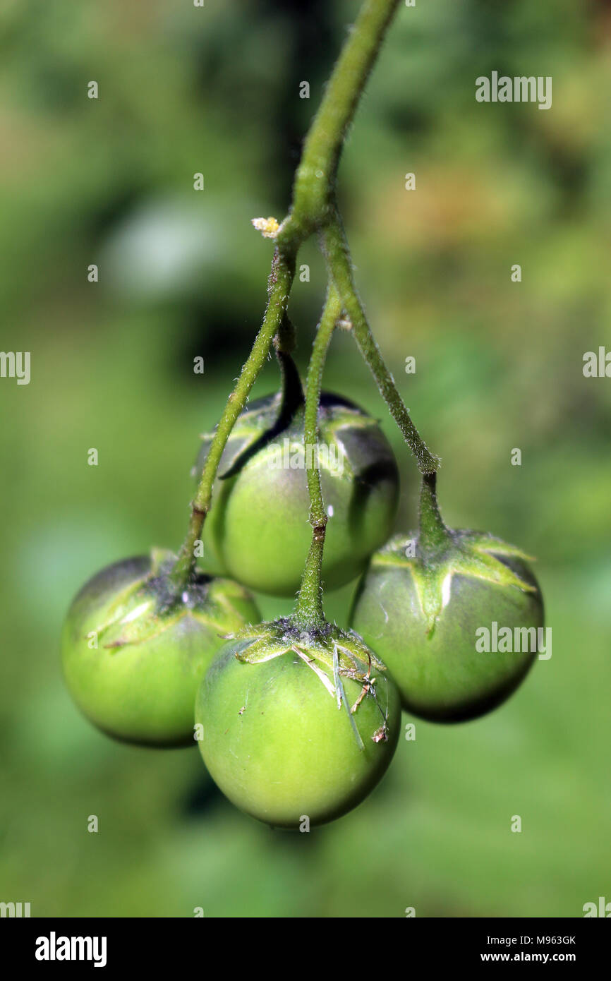 Grüne Früchte von einer kartoffelpflanze Stockfoto