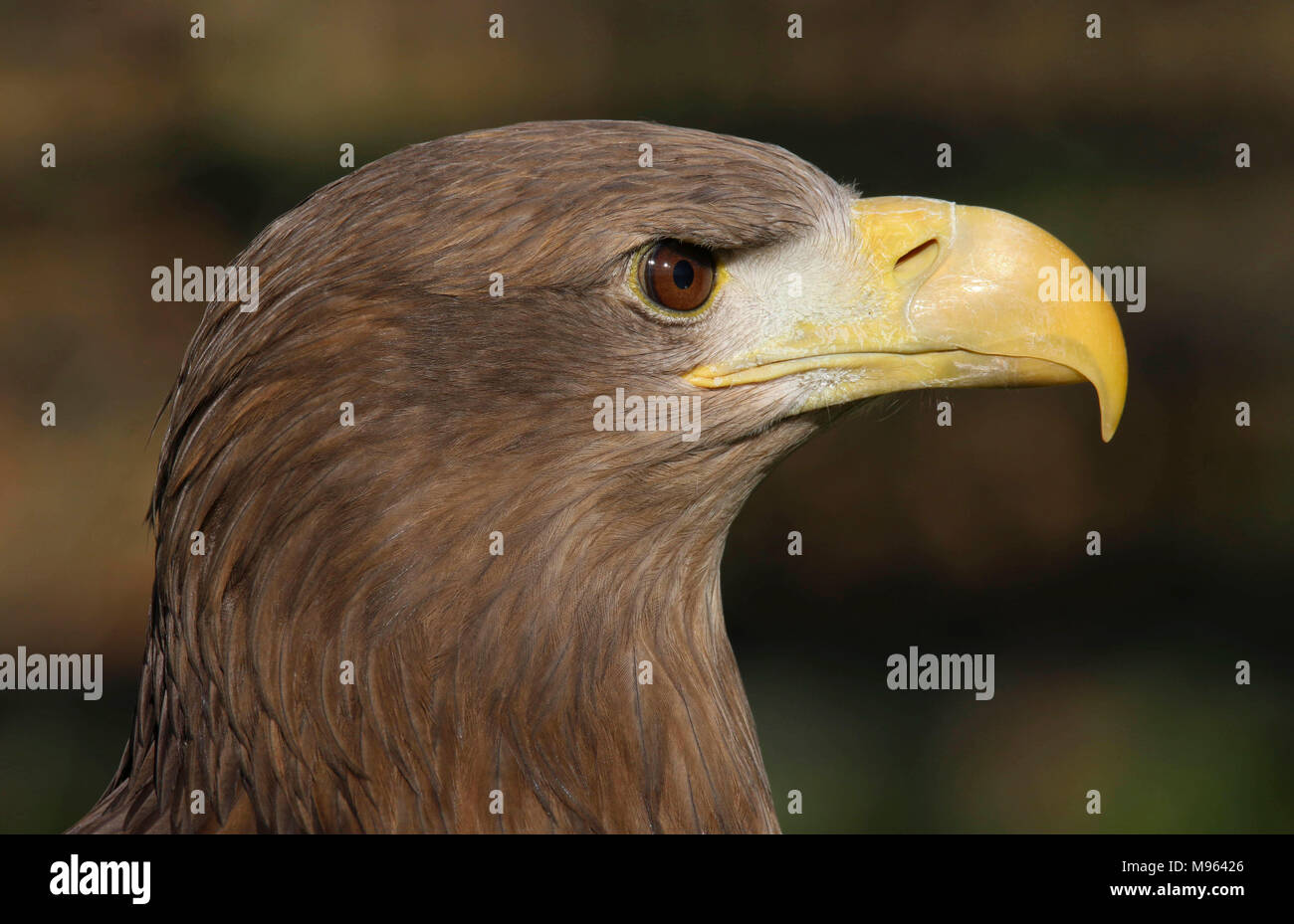 Porträt einer Bussard Eagle Stockfoto