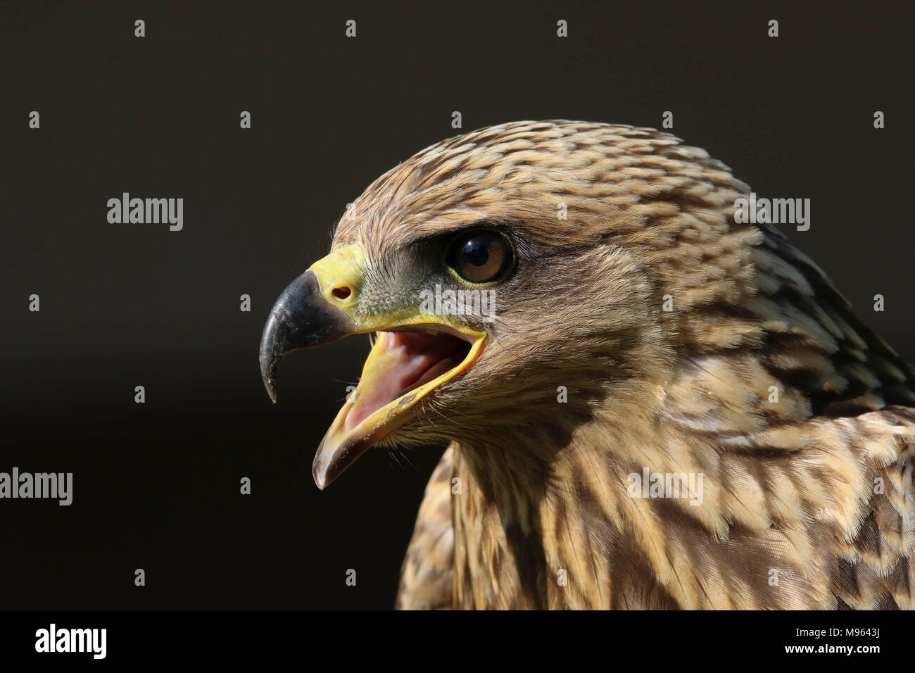 Porträt eines gelben Abgerechnet Kite Jugendlicher Stockfoto