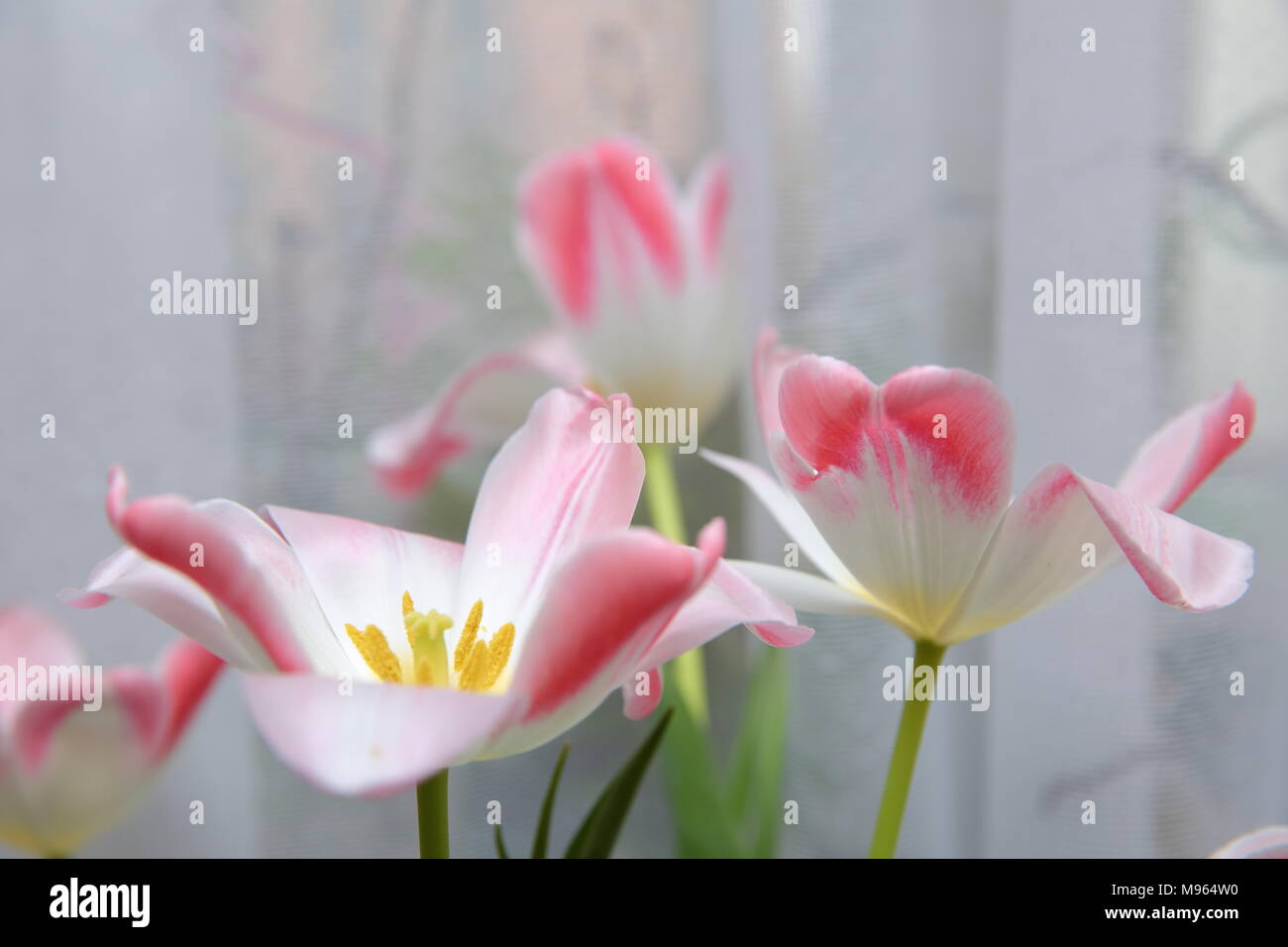 Tulpen in einem warmen Raum stehend entwickeln schnell und alle Soja Pracht zeigen. Stockfoto