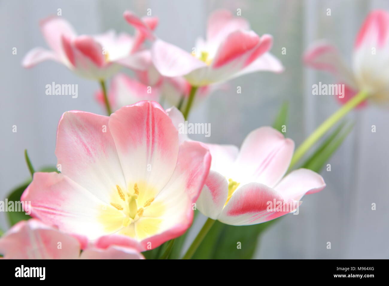 Tulpen in einem warmen Raum stehend entwickeln schnell und alle Soja Pracht zeigen. Stockfoto