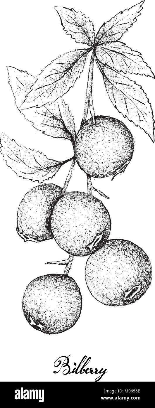 Beerenfrucht, Illustration Hand gezeichnete Skizze von Heidelbeeren isoliert auf weißem Hintergrund. Mit Vitamin K, Vitamin C, Vitamin B und Mineralien Tablette, E Stock Vektor