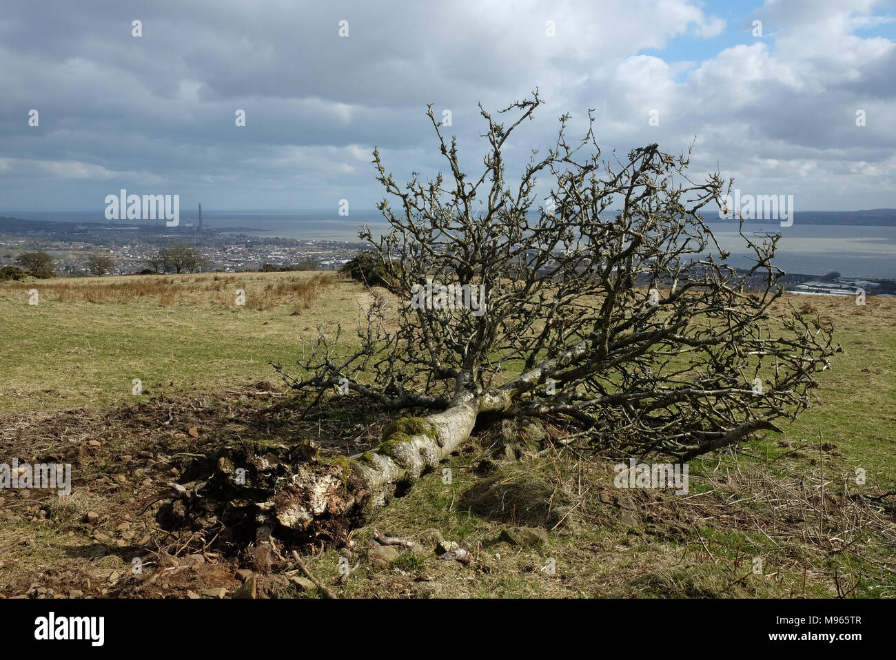 Gefallenen Baum auf der Knockagh, über Carrickfergus Stockfoto