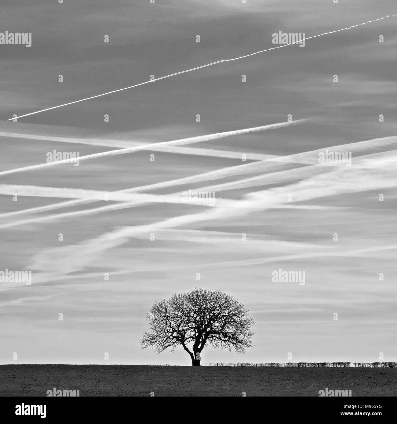 Einsamer baum & jet Wanderwege, Knocknagullagh, Whitehead, County Antrim. Stockfoto