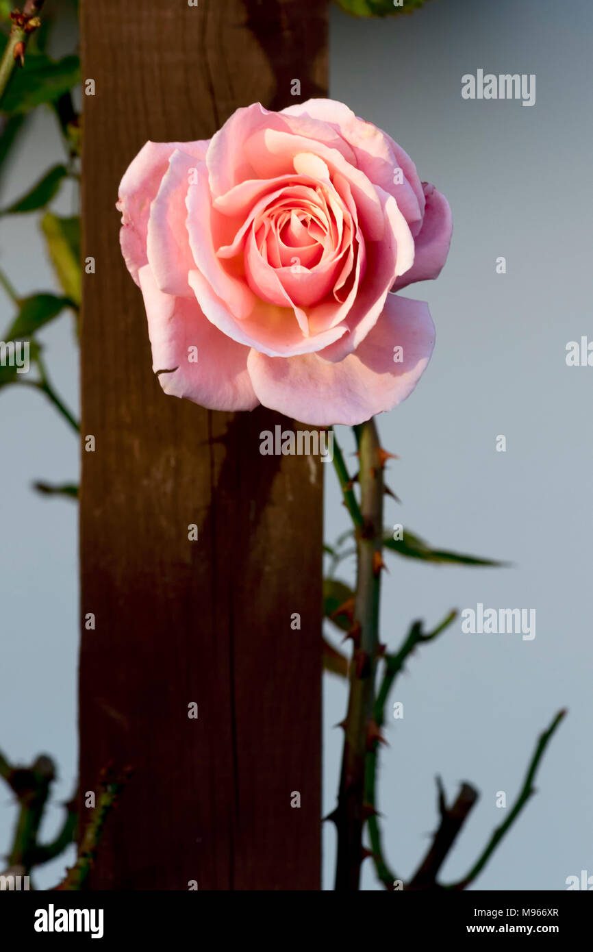 Zart rosa Rose durch sanftes Sonnenlicht wirft Schatten auf zaunpfosten mit Dornen und Vegetation beleuchtet Stockfoto