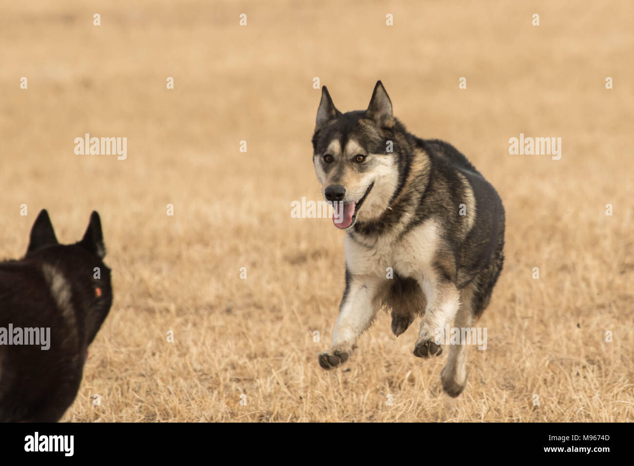 Spaß für Hunde II. Stockfoto