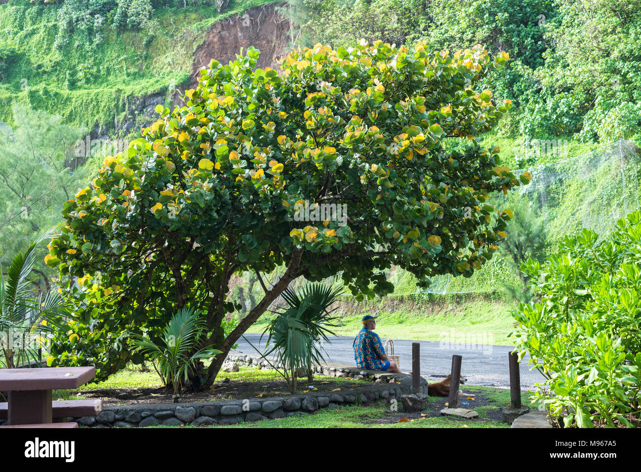 Papeete, Tahiti, Französisch Polynesien - - März 18., 2018. Ein Mann sitzt an der Straße unter einem bunten Baum und über die Straße von einem Berg. Editorial Uns Stockfoto