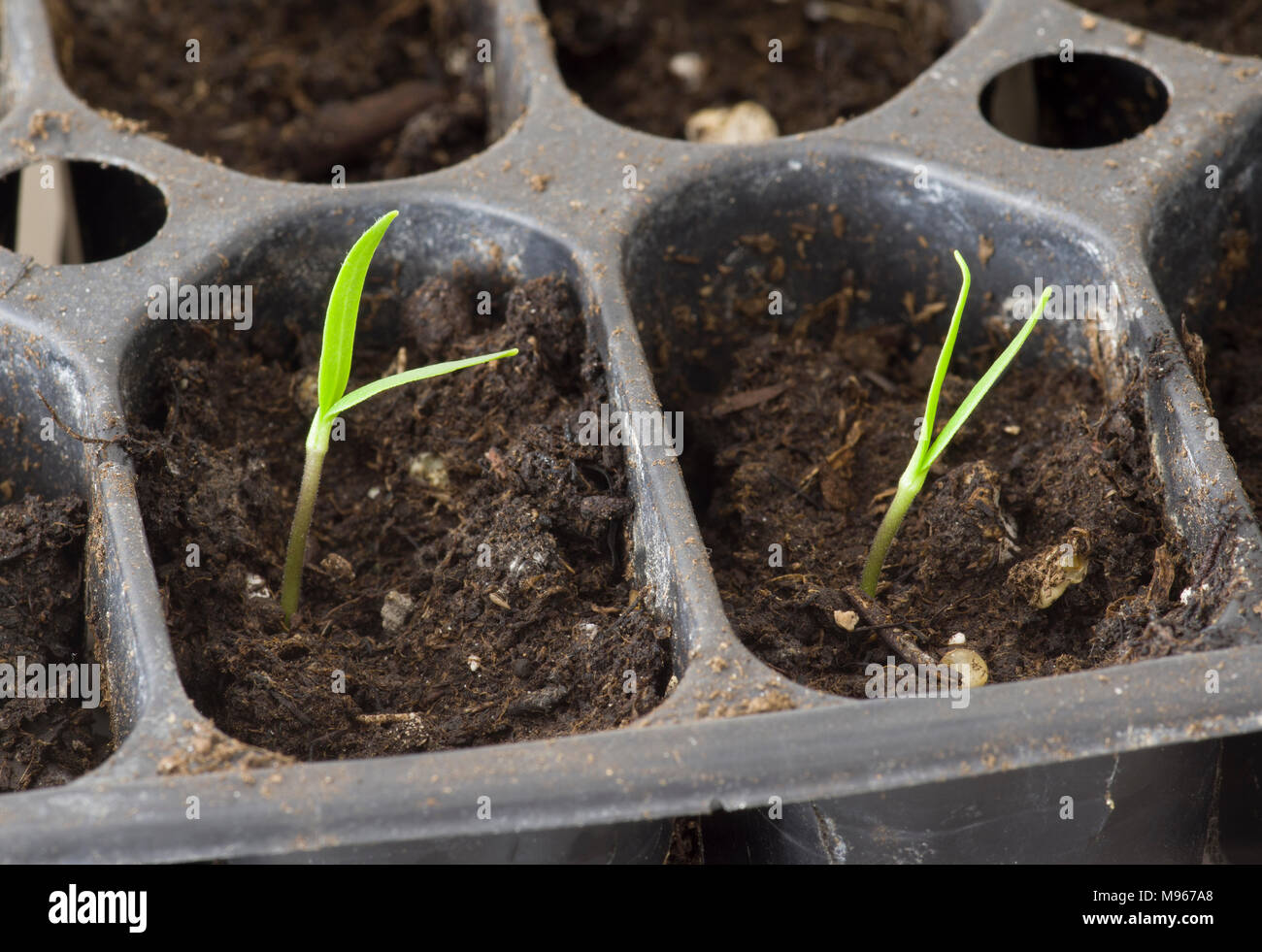 Junge Pfeffer Pflanze schießt im Innen- stecker Fach 2018 Stockfoto
