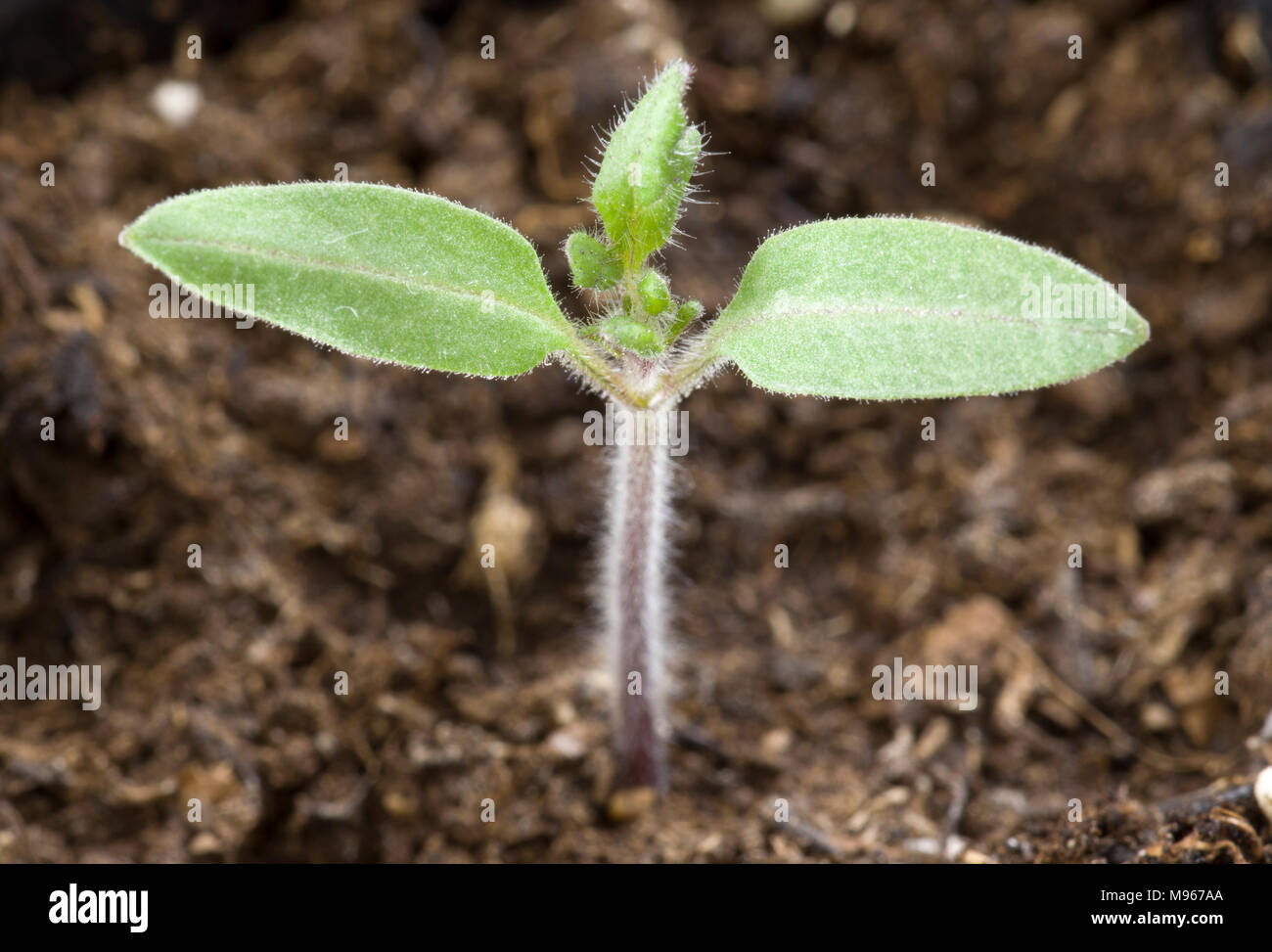 Junge Kirschtomate Sämling wächst in Innen- Stecker 2018 Stockfoto