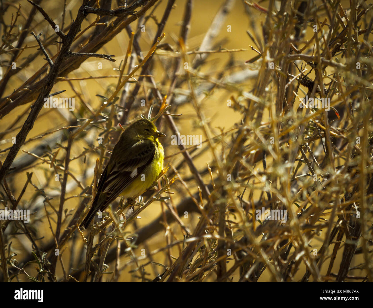 Pine Warbler sitzen in einem dornigen Busch Stockfoto