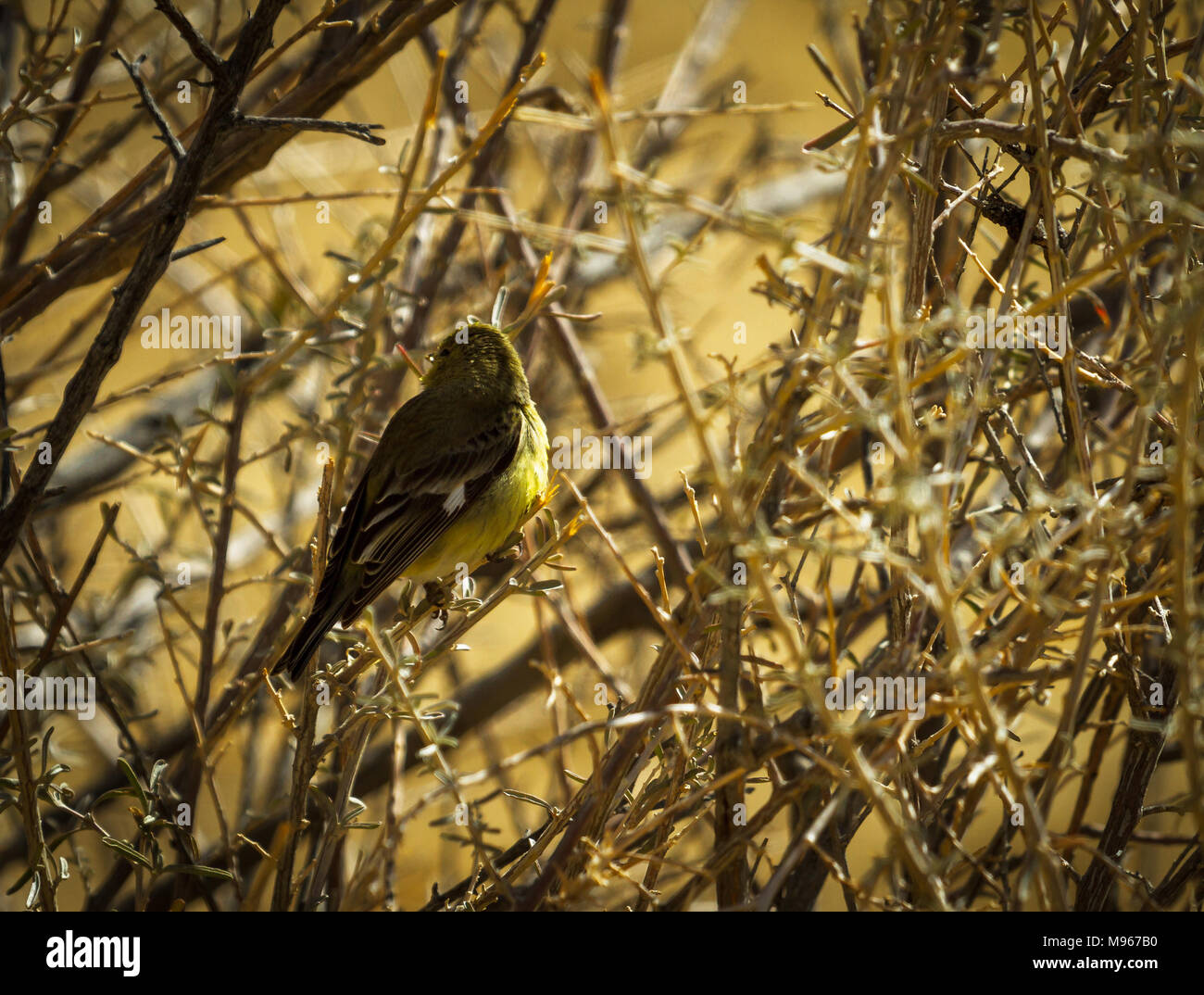 Pine Warbler sitzen in einem dornigen Busch Stockfoto