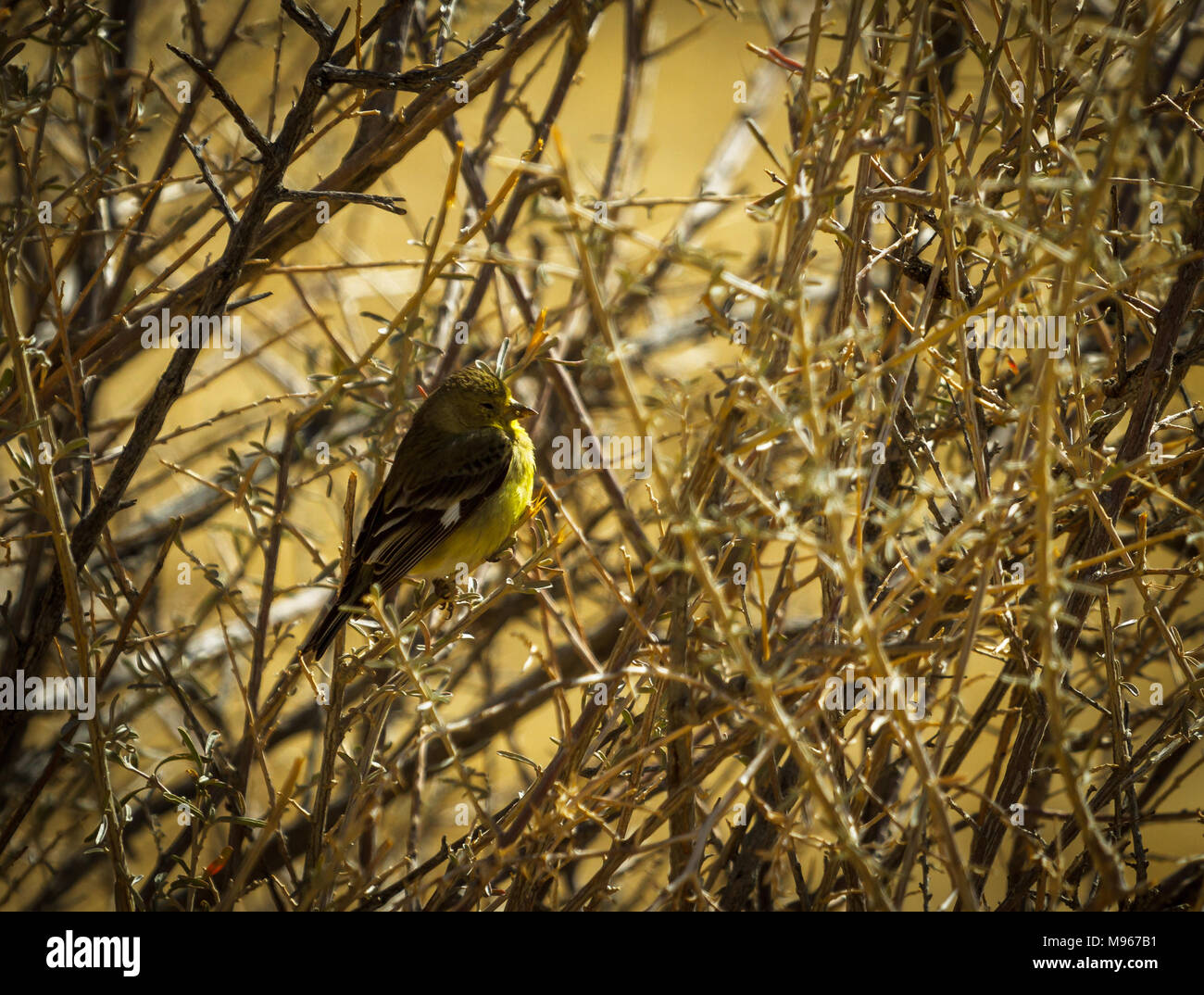 Pine Warbler sitzen in einem dornigen Busch Stockfoto