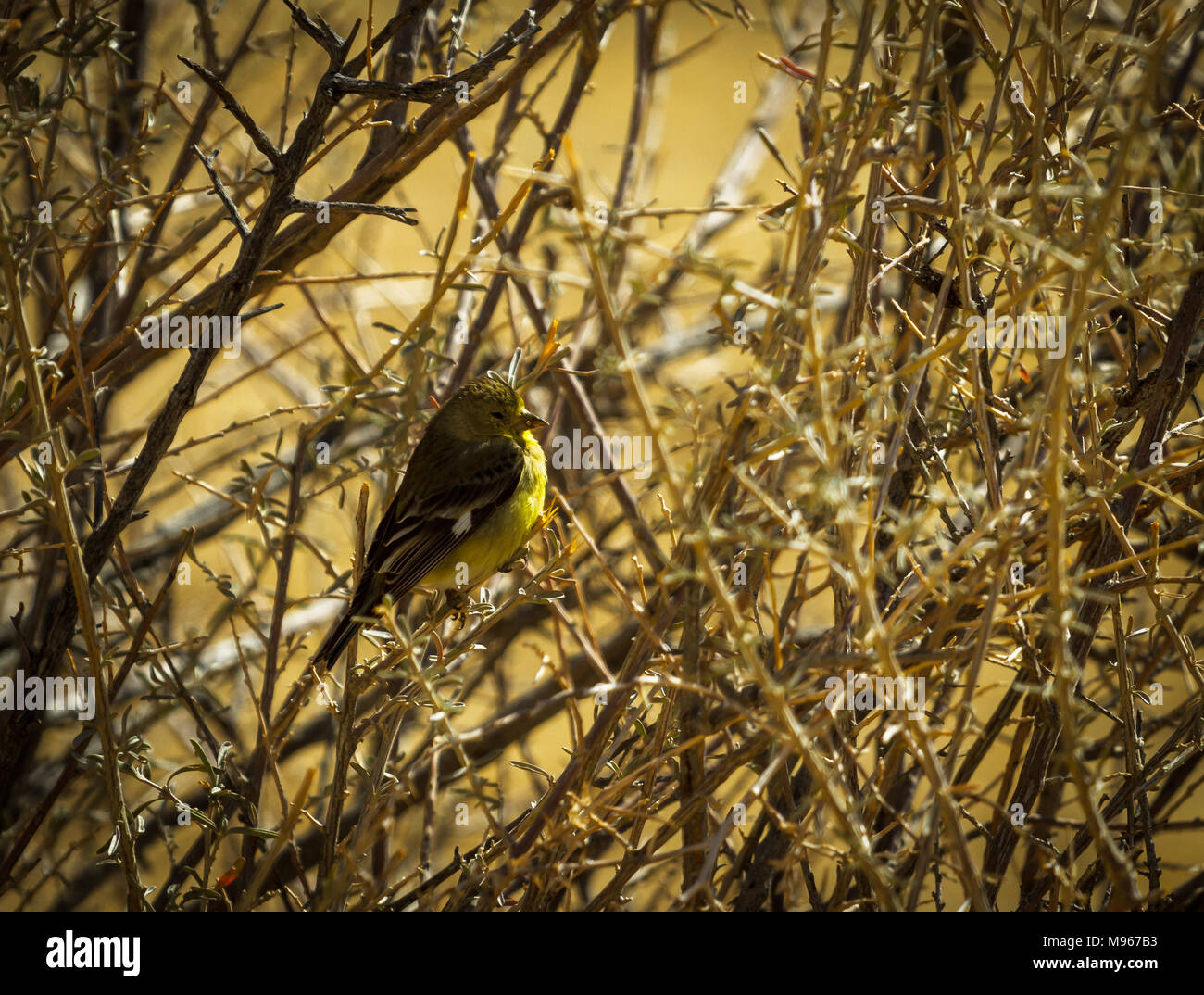 Pine Warbler sitzen in einem dornigen Busch Stockfoto