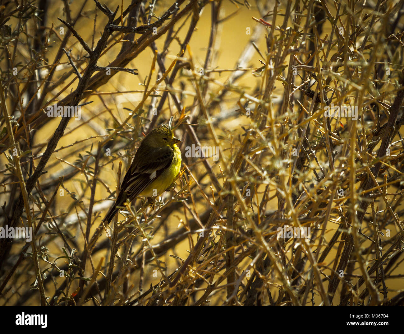 Pine Warbler sitzen in einem dornigen Busch Stockfoto